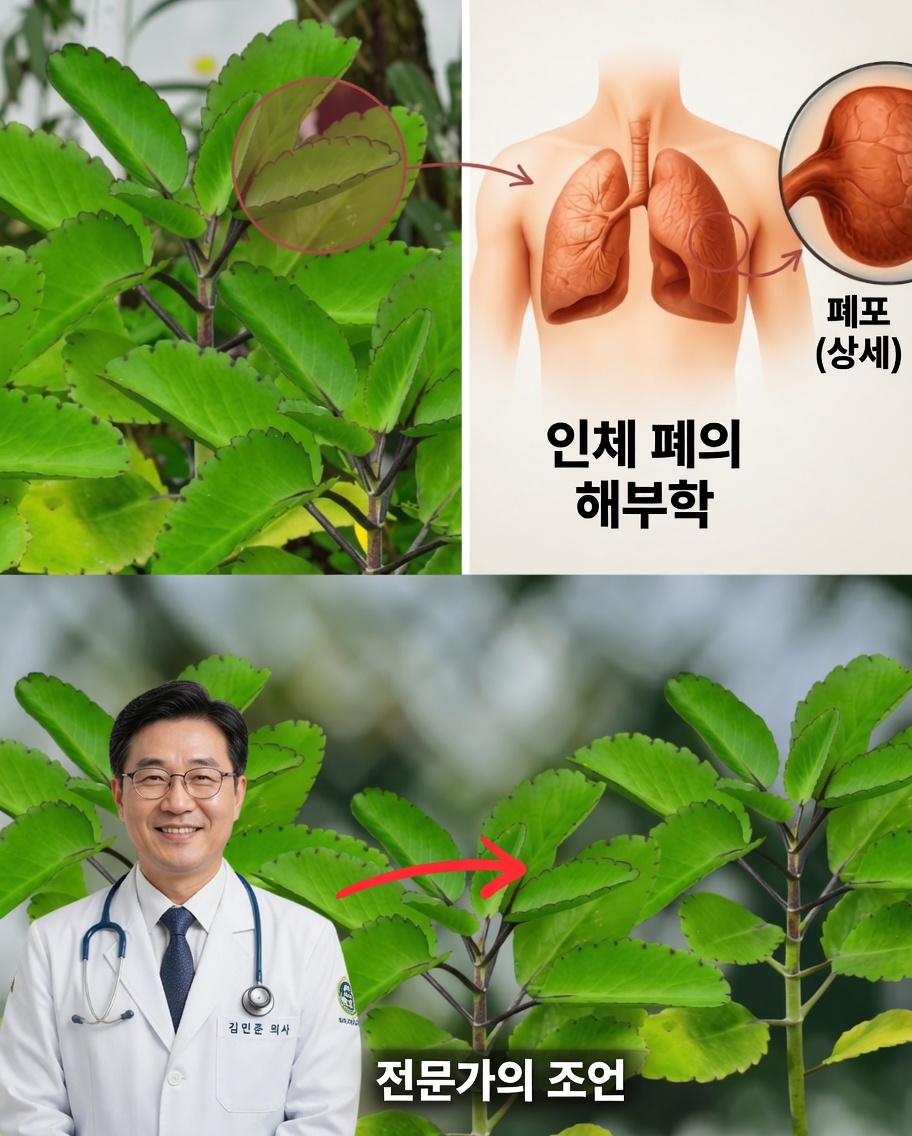 생명의 잎에 숨겨진 힘을 깨우세요