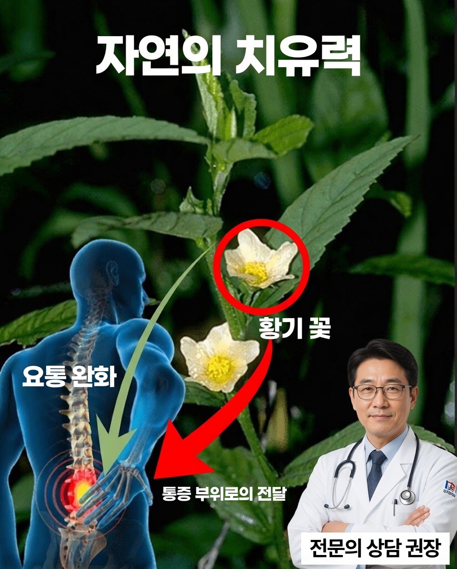 시다 아쿠타: 자연스럽게 몸을 되살릴 수 있는, 간과된 치유 허브