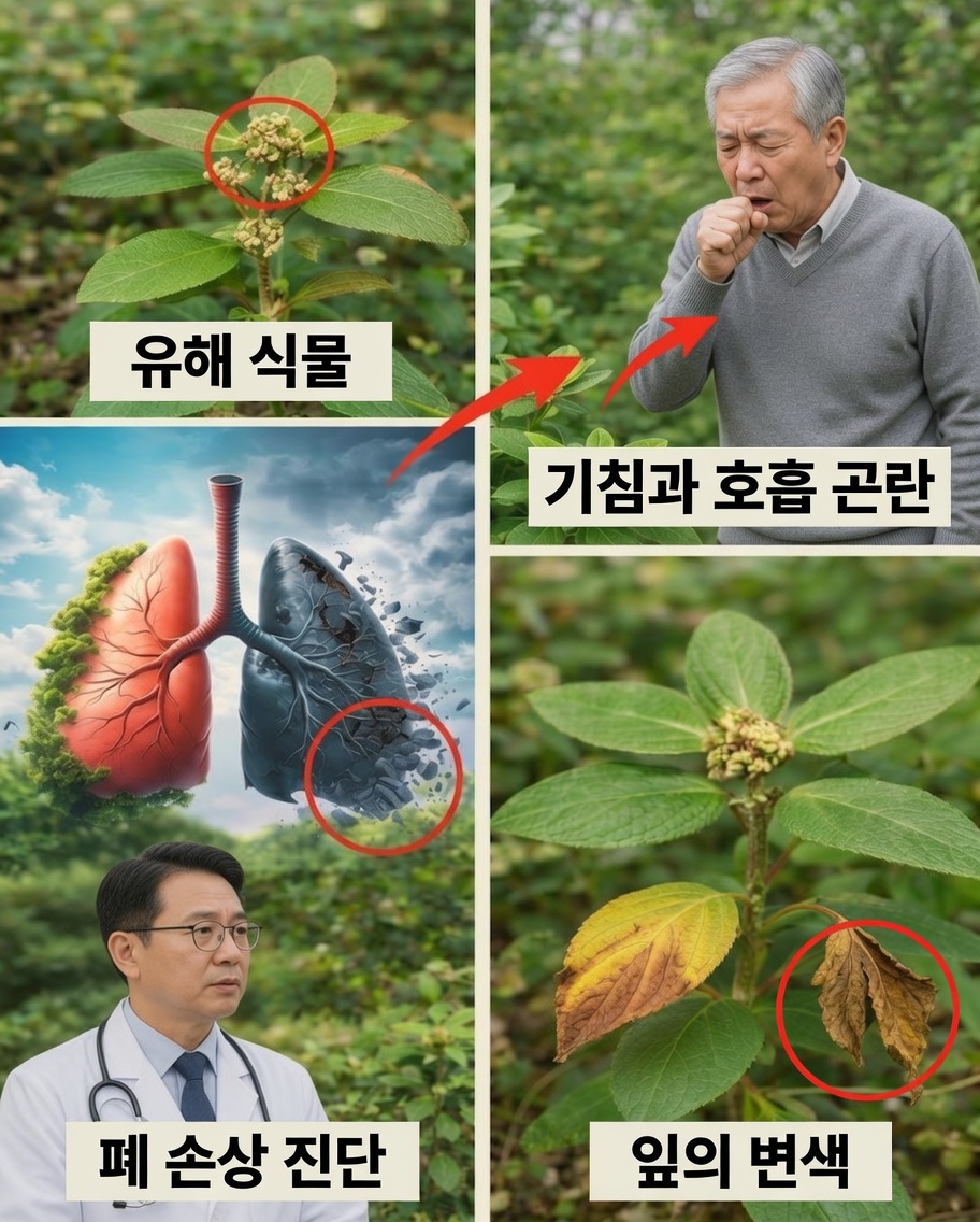 Euphorbia hirta: 천식의 식물과 호흡기 편안함을 위한 전통적 역할