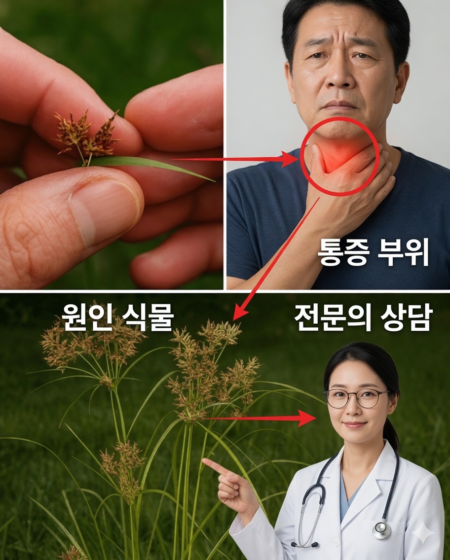 키페루스 로툰두스의 숨겨진 힘: 소수만이 아는 자연의 고대 치유사
