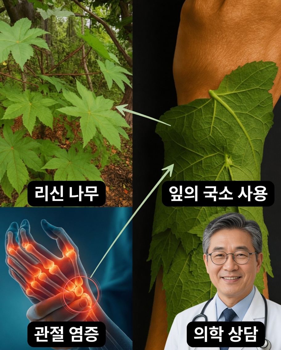 단순한 잎사귀 하나가 통증 없는 나날, 빛나는 피부, 끝없는 에너지의 열쇠가 될 수 있다면 상상해 본 적 있나요?