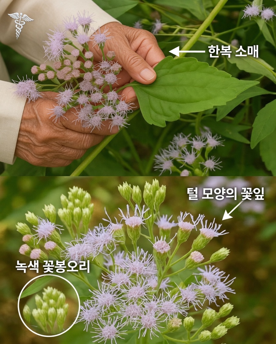 Chromolaena odorata의 숨겨진 보물이 밝혀지다