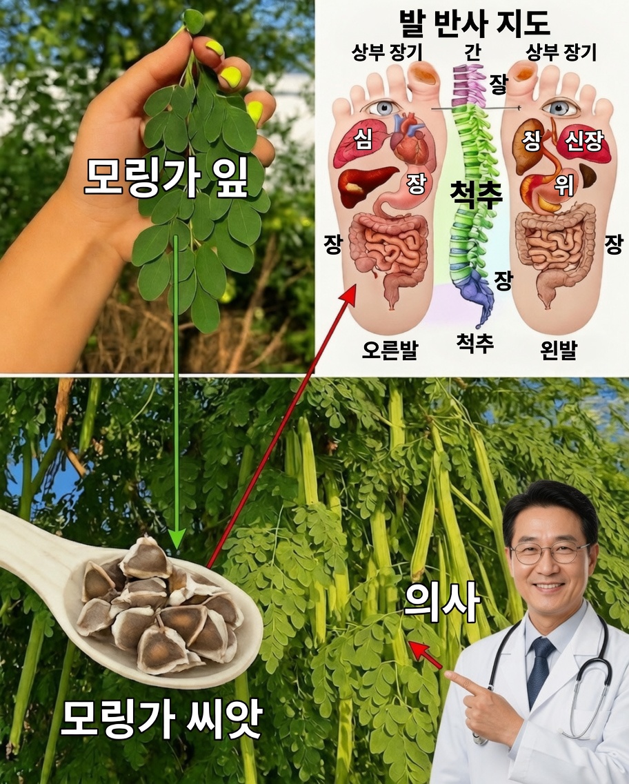 모링가: 고대의 지혜가 현대의 슈퍼푸드를 만나다