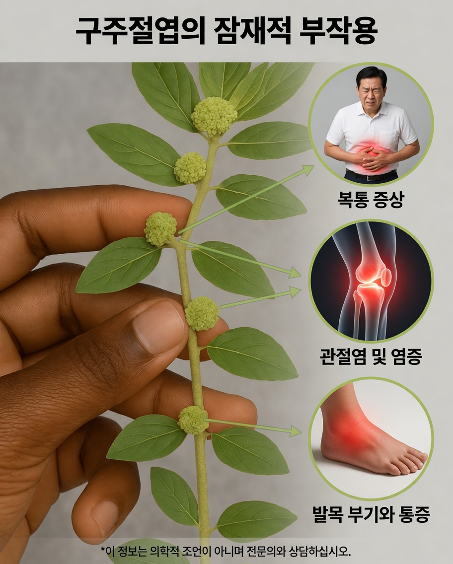 겸손한 유즙풀(Euphorbia hirta)은 당신이 생각하는 것보다 더 많은 건강상의 이점을 제공할 수 있습니다