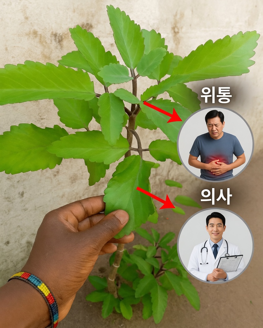 왜 여러 세대가 생명의 식물을 신뢰하며 그 놀라운 건강 효능을 믿을까
