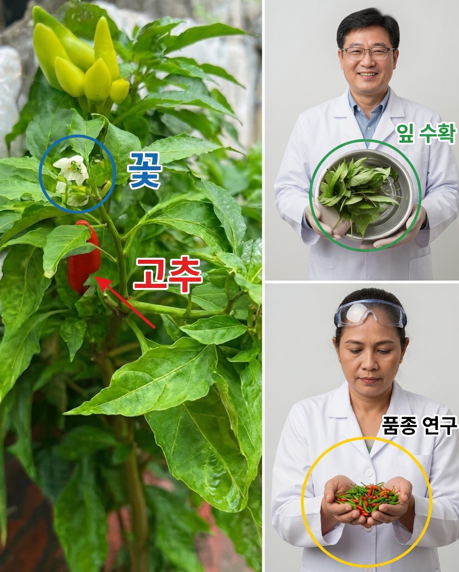 피망 잎의 놀라운 활용법 알아보기