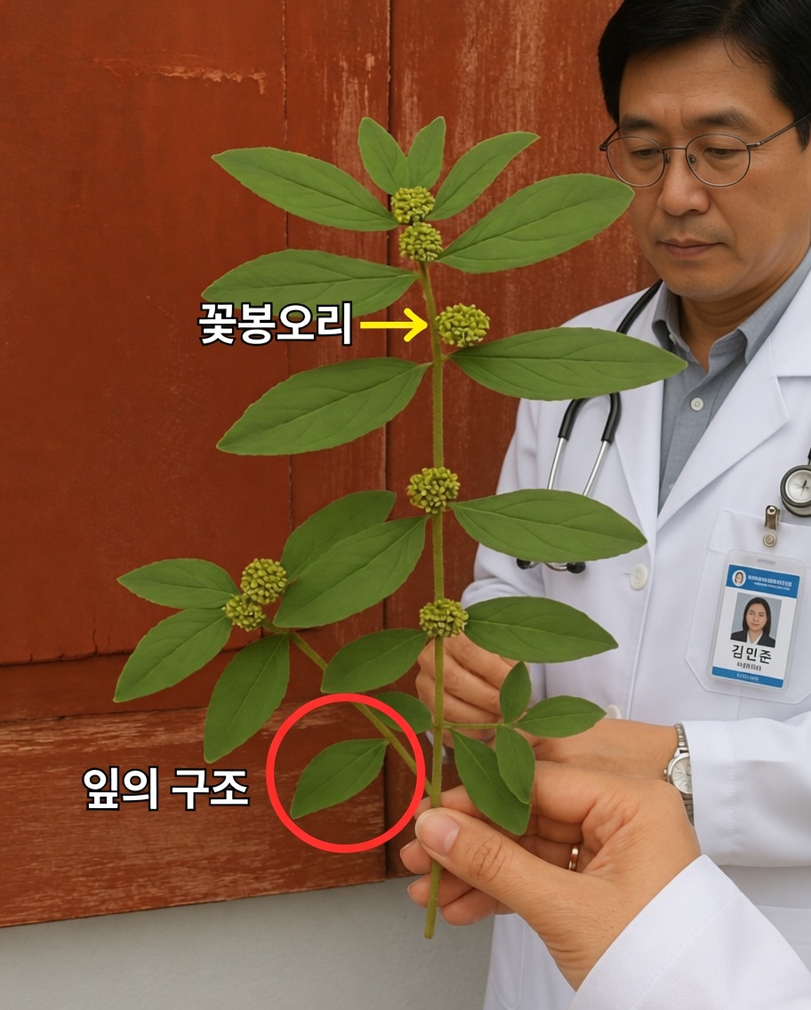 Euphorbia Hirta: 건강을 위해 큰 힘을 숨긴 작은 식물