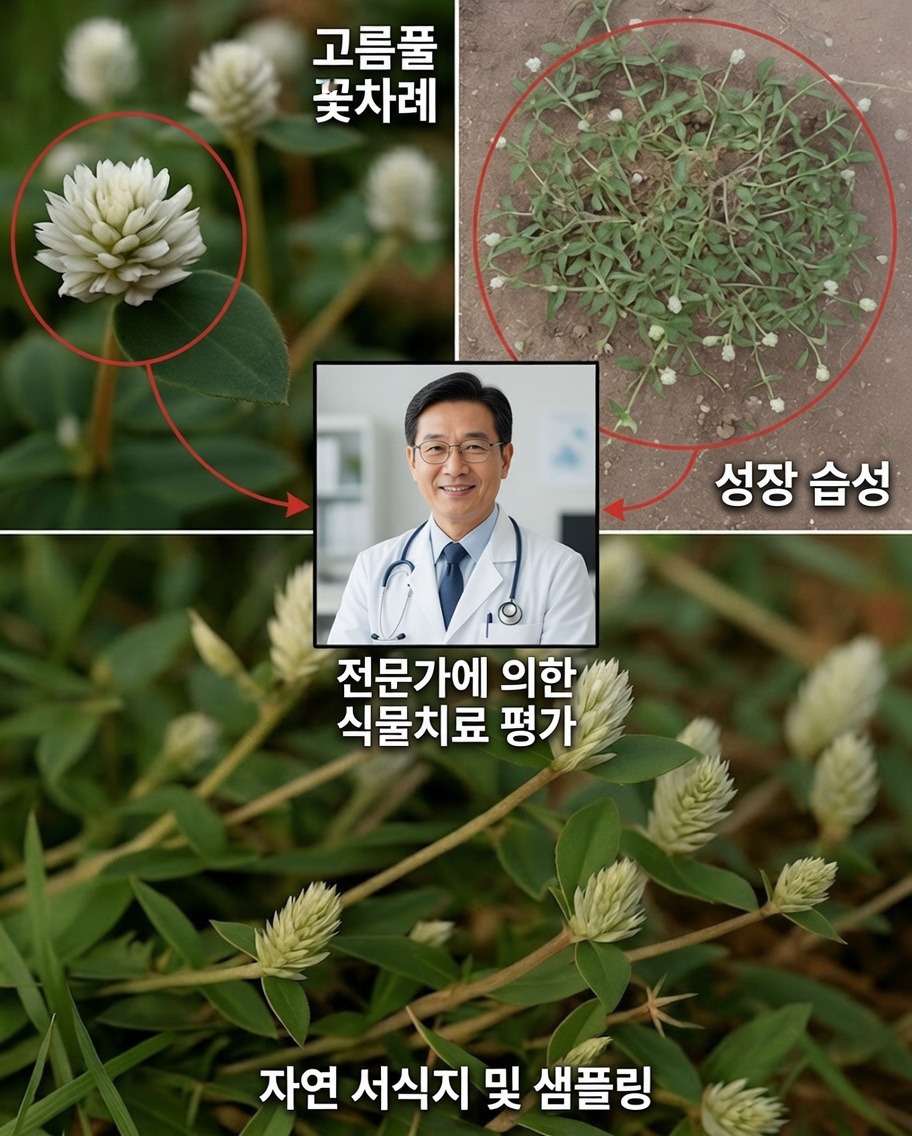 무궁화조개풀: 정원에서 흔히 볼 수 있는 소박한 식물이 가진 놀라운 효능