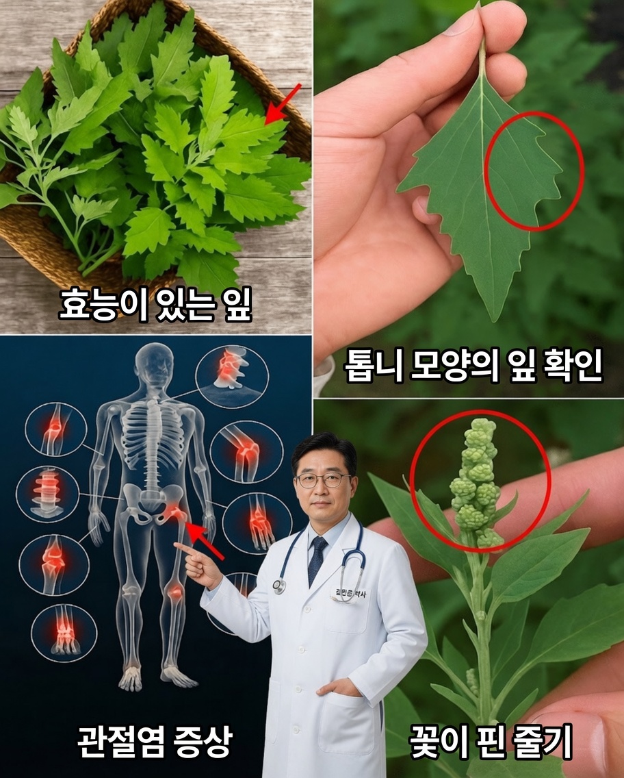 Lamb’s Quarters: 건강에 놀라운 효능을 지닌 잊혀진 식물