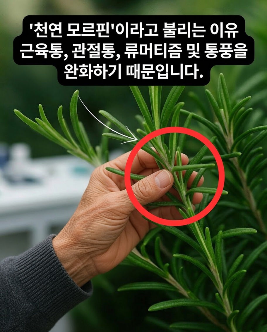 로즈마리의 효능: 당신이 상상하는 것보다 더 강력한 약용 허브