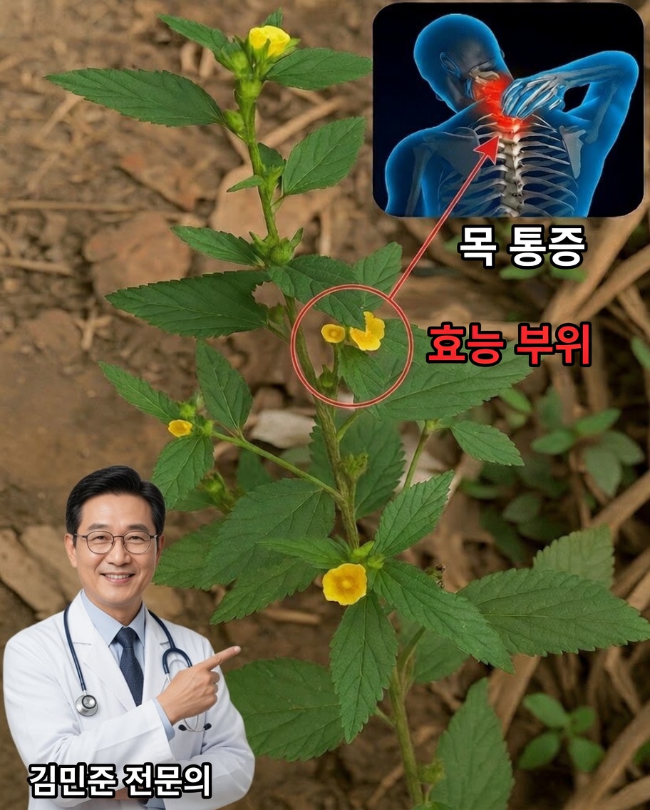 흔한 잡초에서 약초 치료제로: 시다 아쿠타의 숨겨진 힘